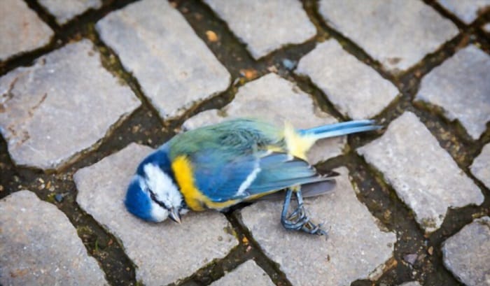 Is that Bird Stunned or Dead? Easy Ways to Tell!