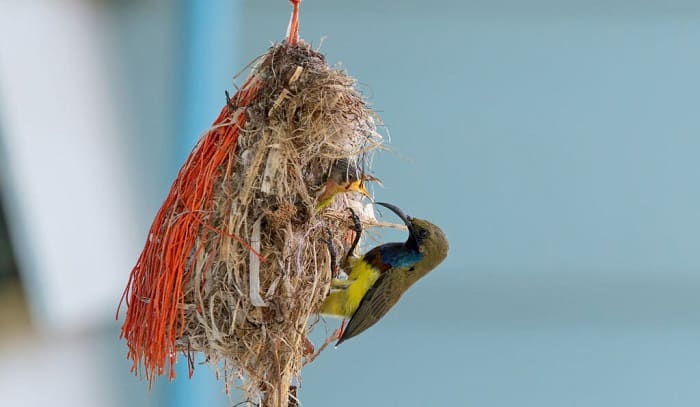 hummingbird-feed-its-young