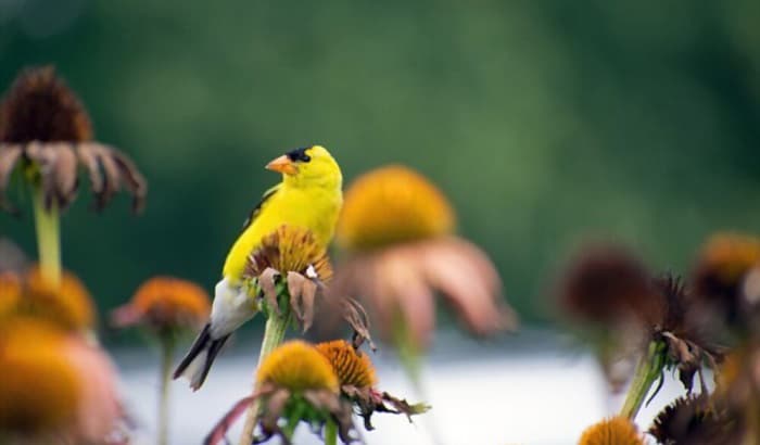 iowa-state-bird-name