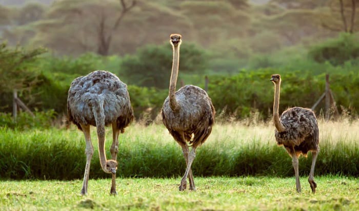 kiwi-bird-egg-to-body-ratio