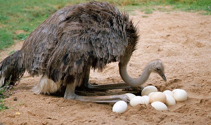 large-bird-eggs