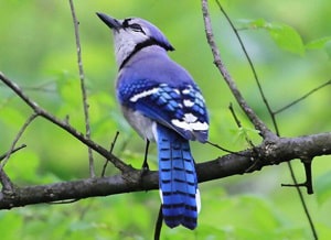 mealworm-for-birds