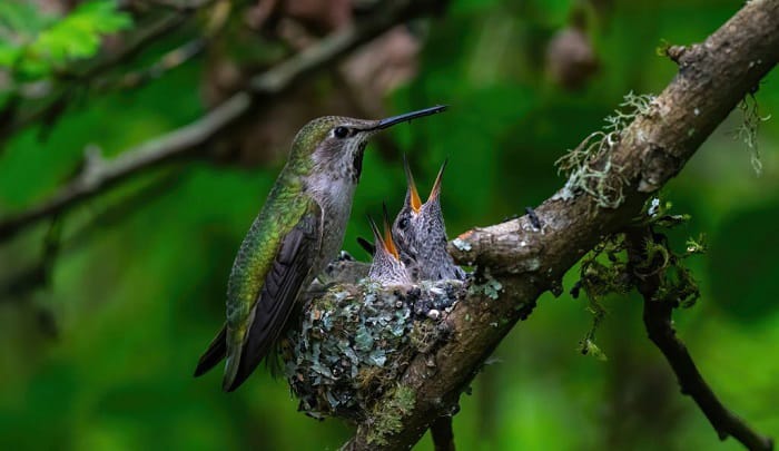 newborn-hummingbirds