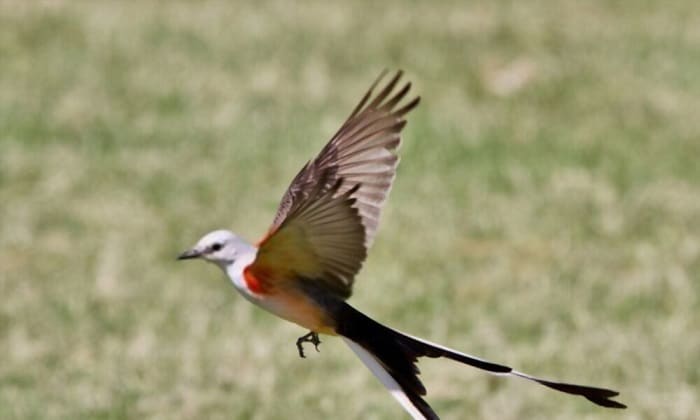 oklahoma-state-bird