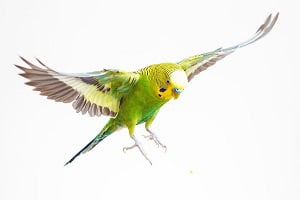 parakeet-shivering