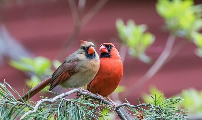red-birds-illinois