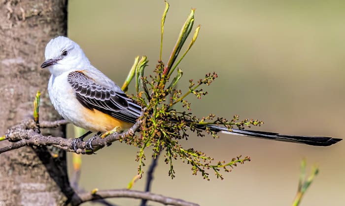 scissor-tail-bird