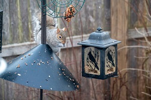 stop-squirrels-from-climbing-bird-feeder-pole