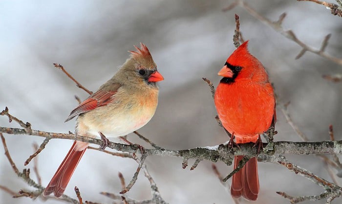 west-virginia-cardinal