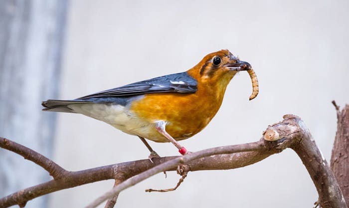 What Birds Eat Mealworms? - 5 Different Kinds of Birds