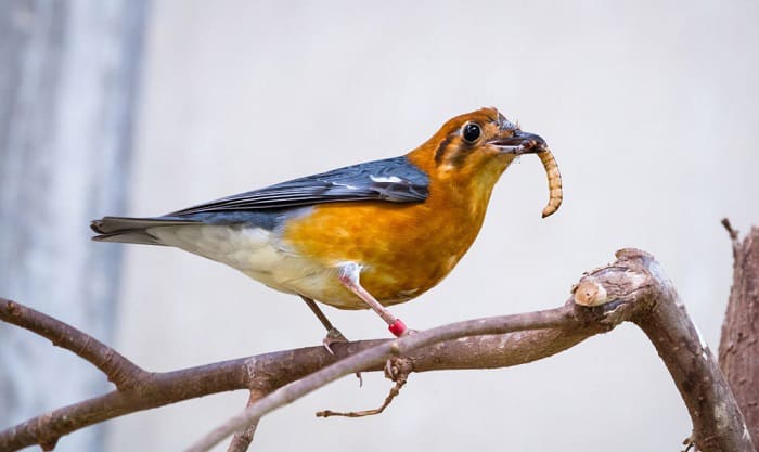 what birds eat mealworms