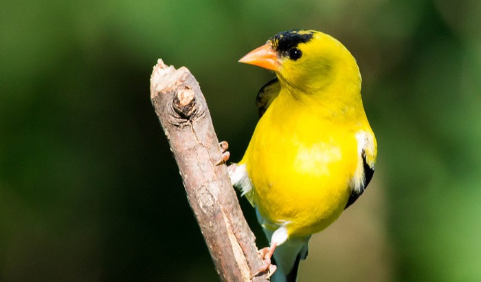 What is the State Bird of Iowa? – The American Goldfinch