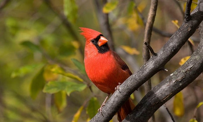what is the state bird of west virginia