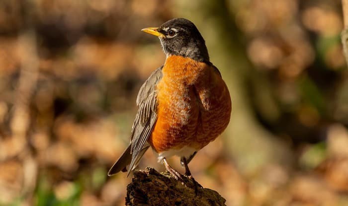 what is the state bird of wisconsin