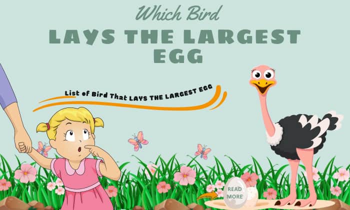 which bird lays the largest egg