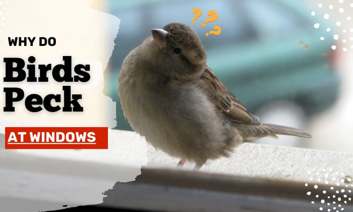 why do birds peck at windows