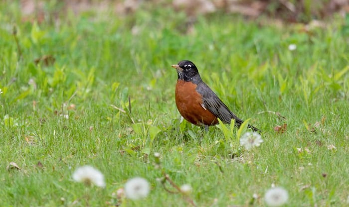 wisconsin-bird