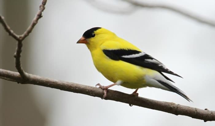 yellow-birds-in-iowa