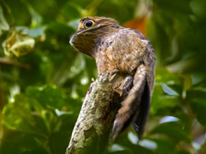 albino-potoo-bird