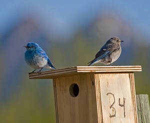 baby-mountain-bluebird