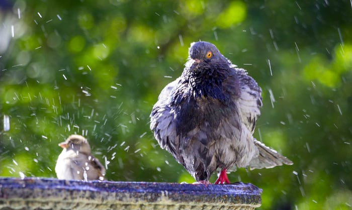 bird-bath-location