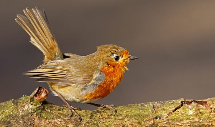 bird disease is where in pa