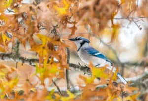 bird-feeder-orange