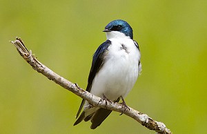 bird-lays-pink-speckled-eggs