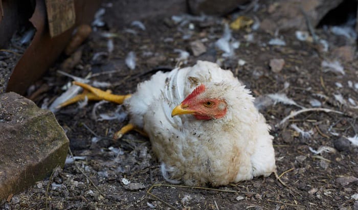 bird-virus-pennsylvania