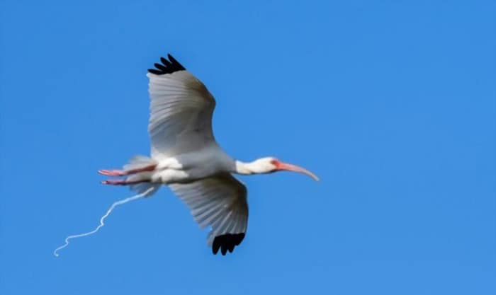 birds-have-a-bladder