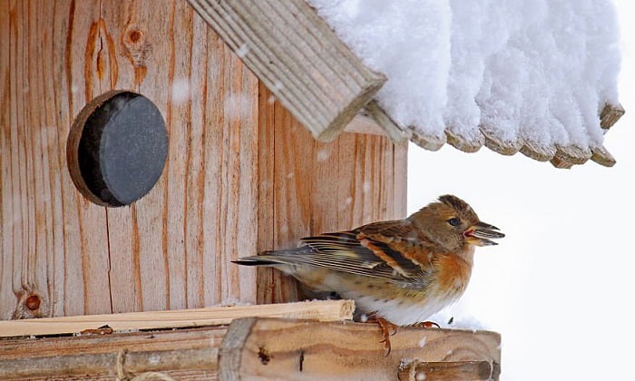 birds-in-snow