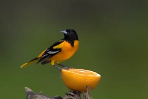 birds-like-oranges