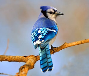 birds-like-peanuts