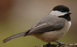 birds-not-eating-peanuts