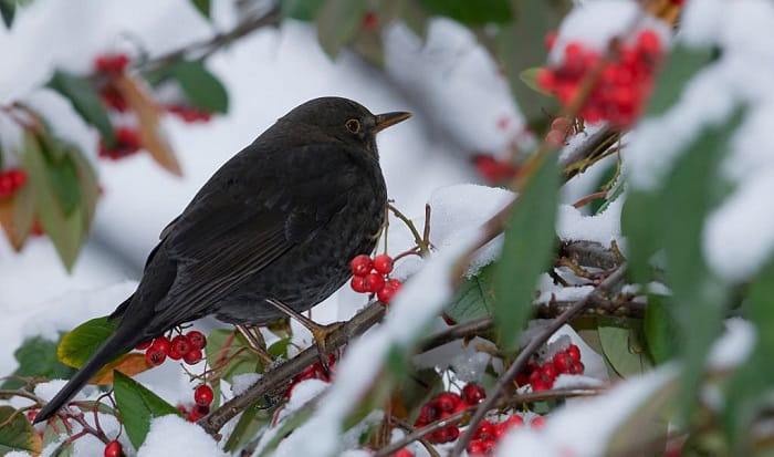 black-bird-identification