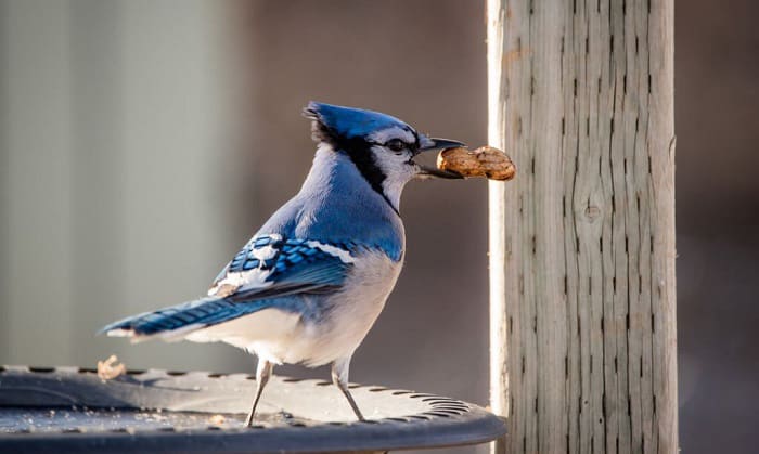 blue-jays-eat-peanuts
