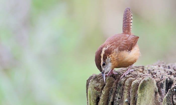 carolina-wren-for-south-carolina