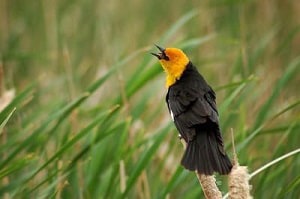 different-kinds-of-blackbirds