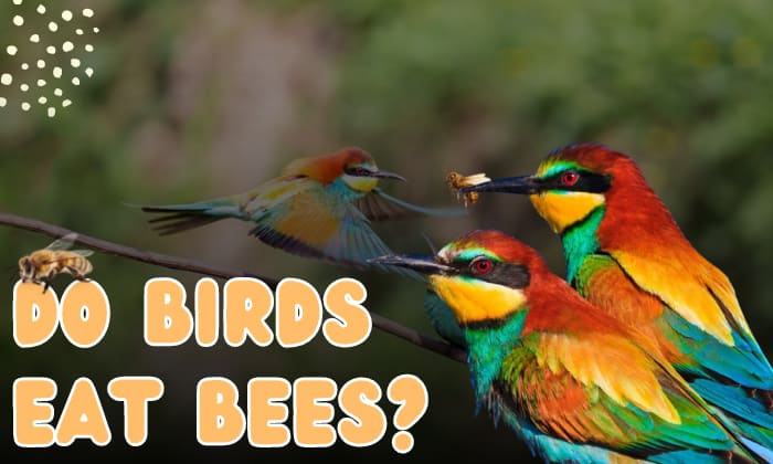 do birds eat bees