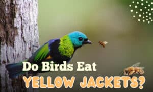 do birds eat yellow jackets
