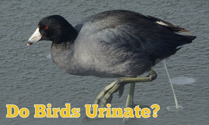 do birds urinate