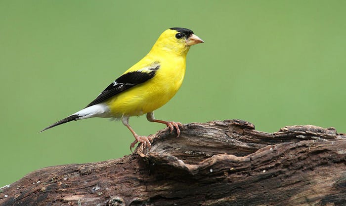 eastern-goldfinch