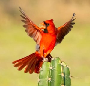 feeding-birds-peanuts