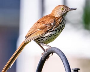 feeding-oranges-to-birds