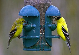 finches-in-new-jersey