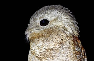 frogmouth-bird