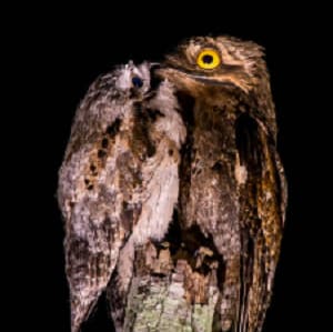 ghost-bird-potoo