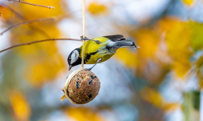 how to make bird seed balls without lard