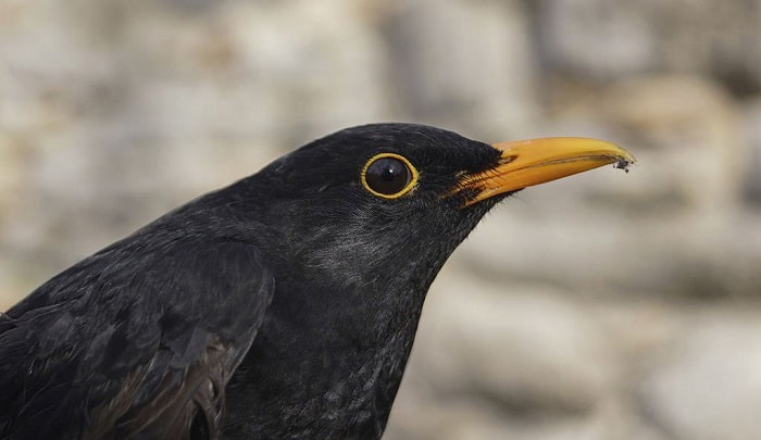 image-of-a-blackbird