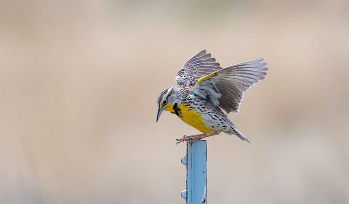 nd-state-bird